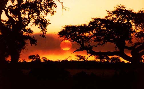 african safari photo album botswana '98